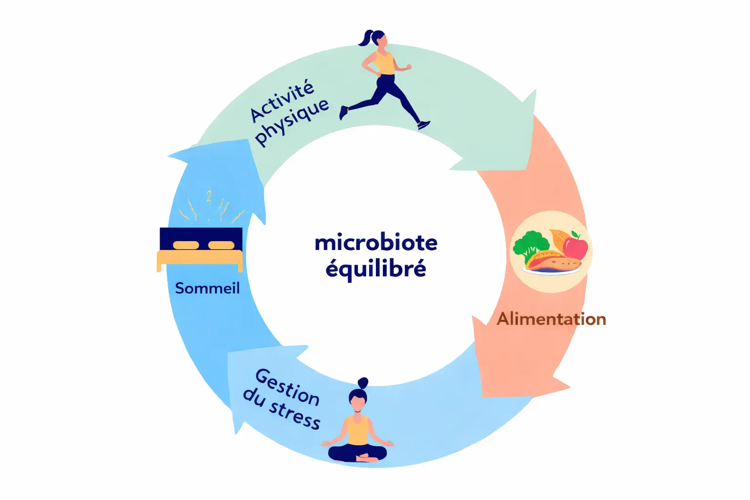 Cycle pour un microbiote équilibré
